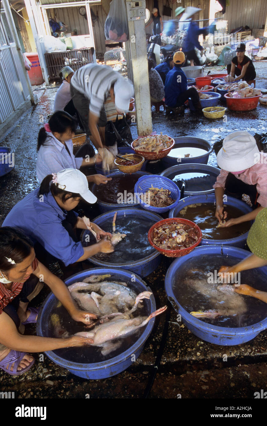 Il pollame per la vendita, Long Bien Mercato, Hanoi, Vietnam. Dalla storia di influenza aviaria in Asia. Foto Stock