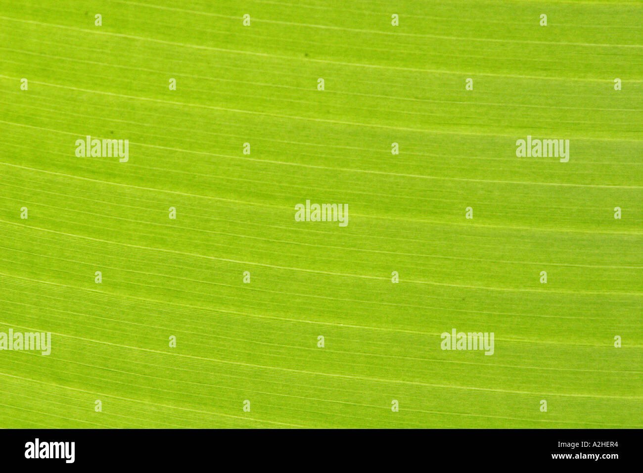 Albero di Banana Leaf, close up dettaglio Foto Stock