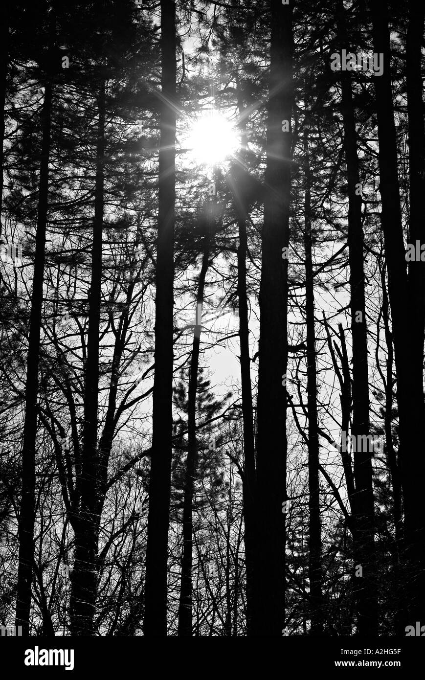 Sole che splende attraverso gli alberi in una foresta Foto Stock