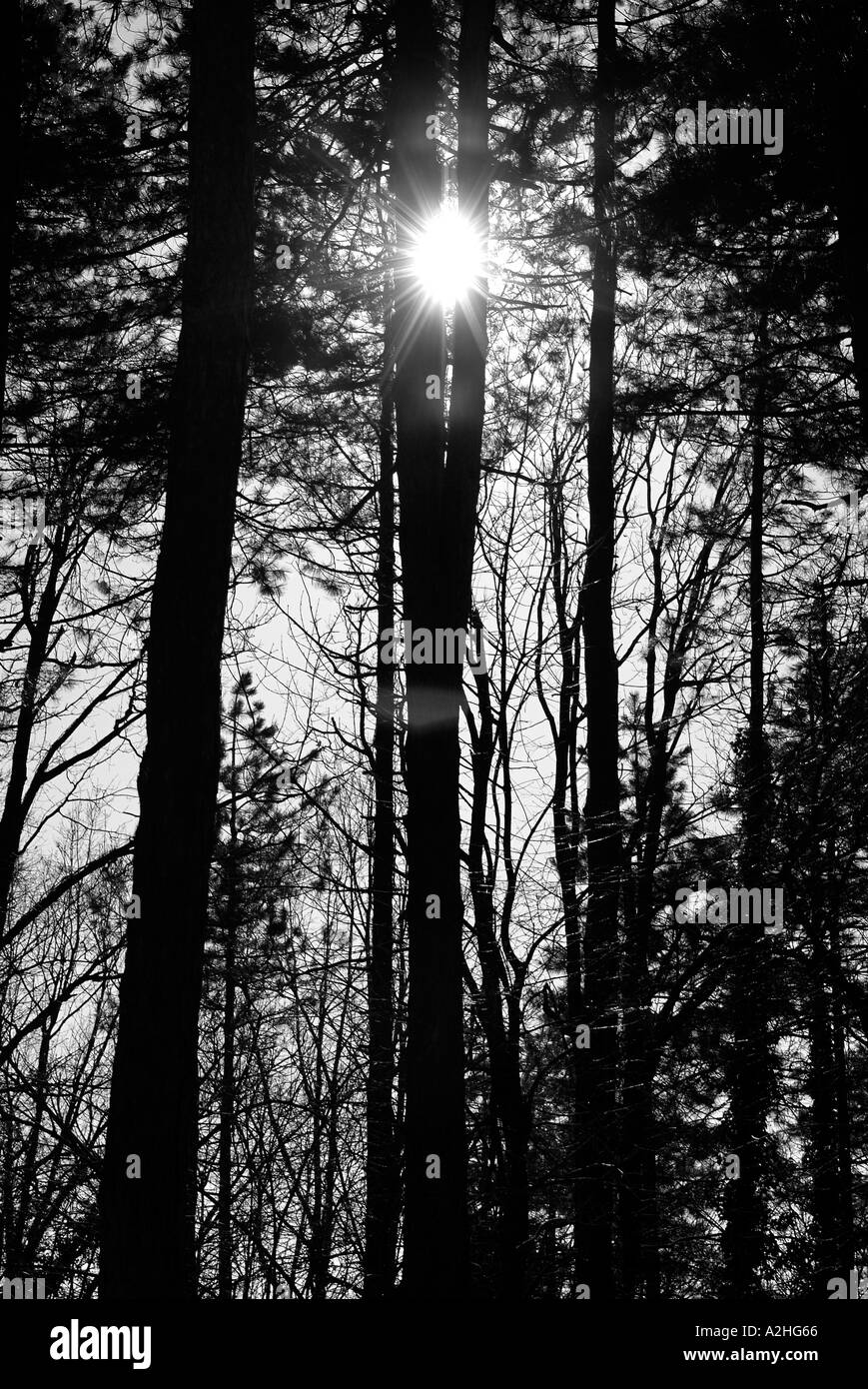 Sole che splende attraverso gli alberi in una foresta Foto Stock