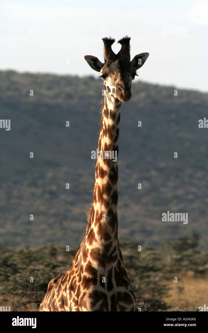 Kenya, Giraffe ritratto, Africa orientale Foto Stock