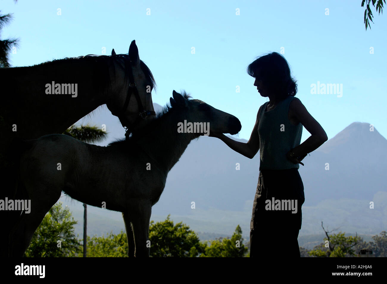 Vista laterale mare silhouette donna puledro 40 Lourensford Station Wagon Sud Africa Foto Stock