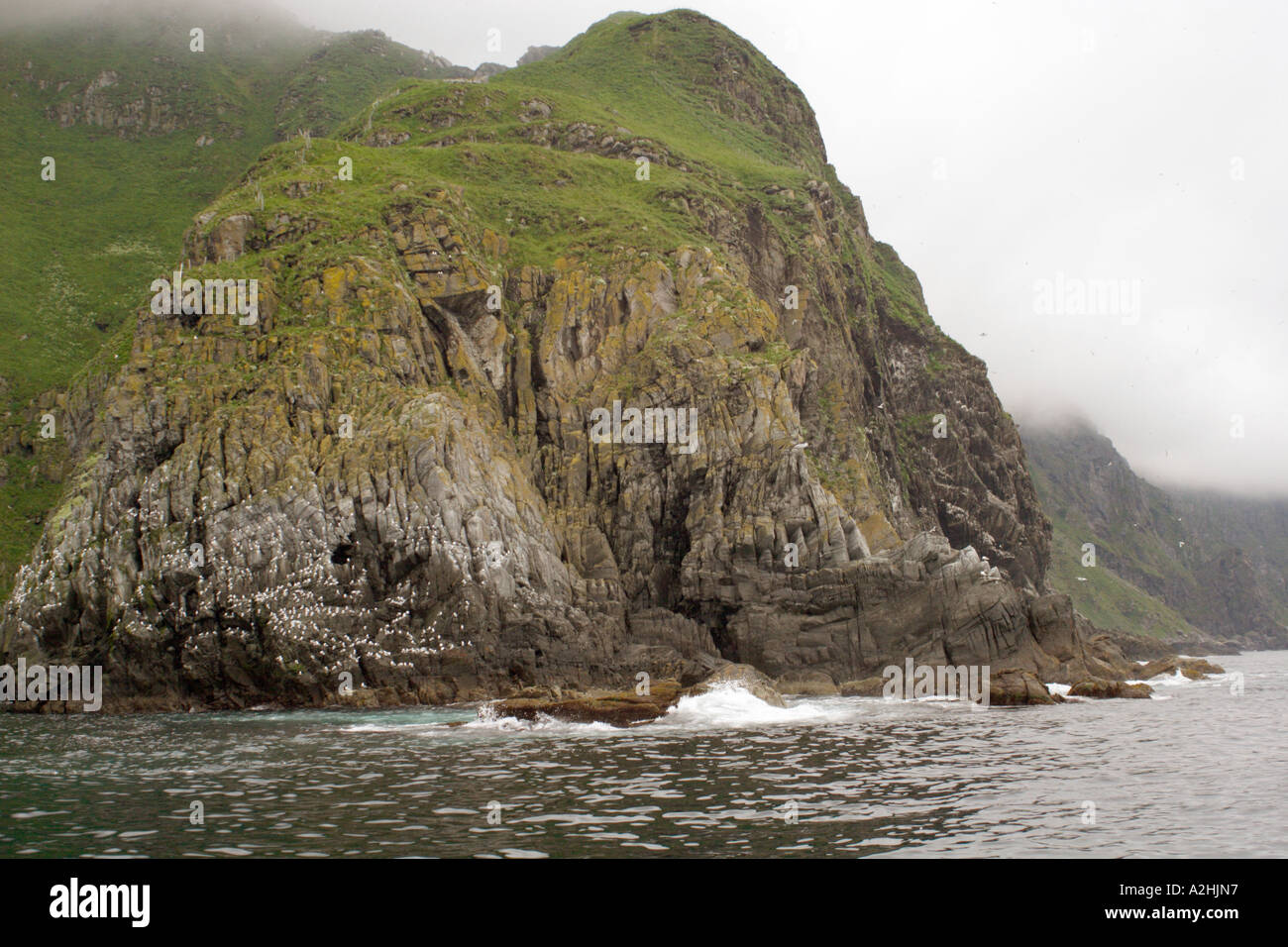 Kittiwakes, Rissa tridactyla, sulla scogliera, Runde Island, Norvegia Foto Stock