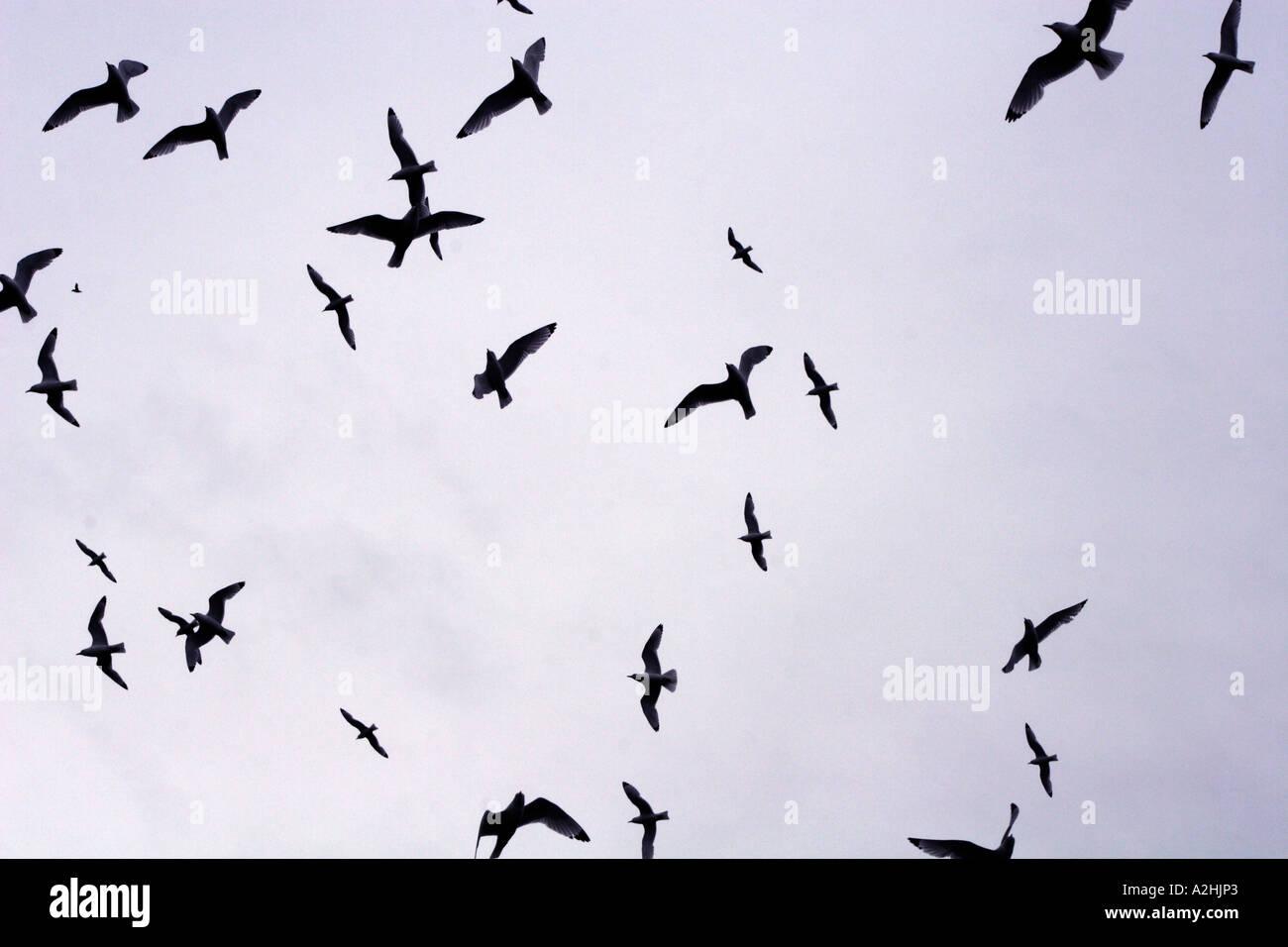 Kittiwakes, Rissa tridactyla, flying overhead, Runde Island, Norvegia Foto Stock