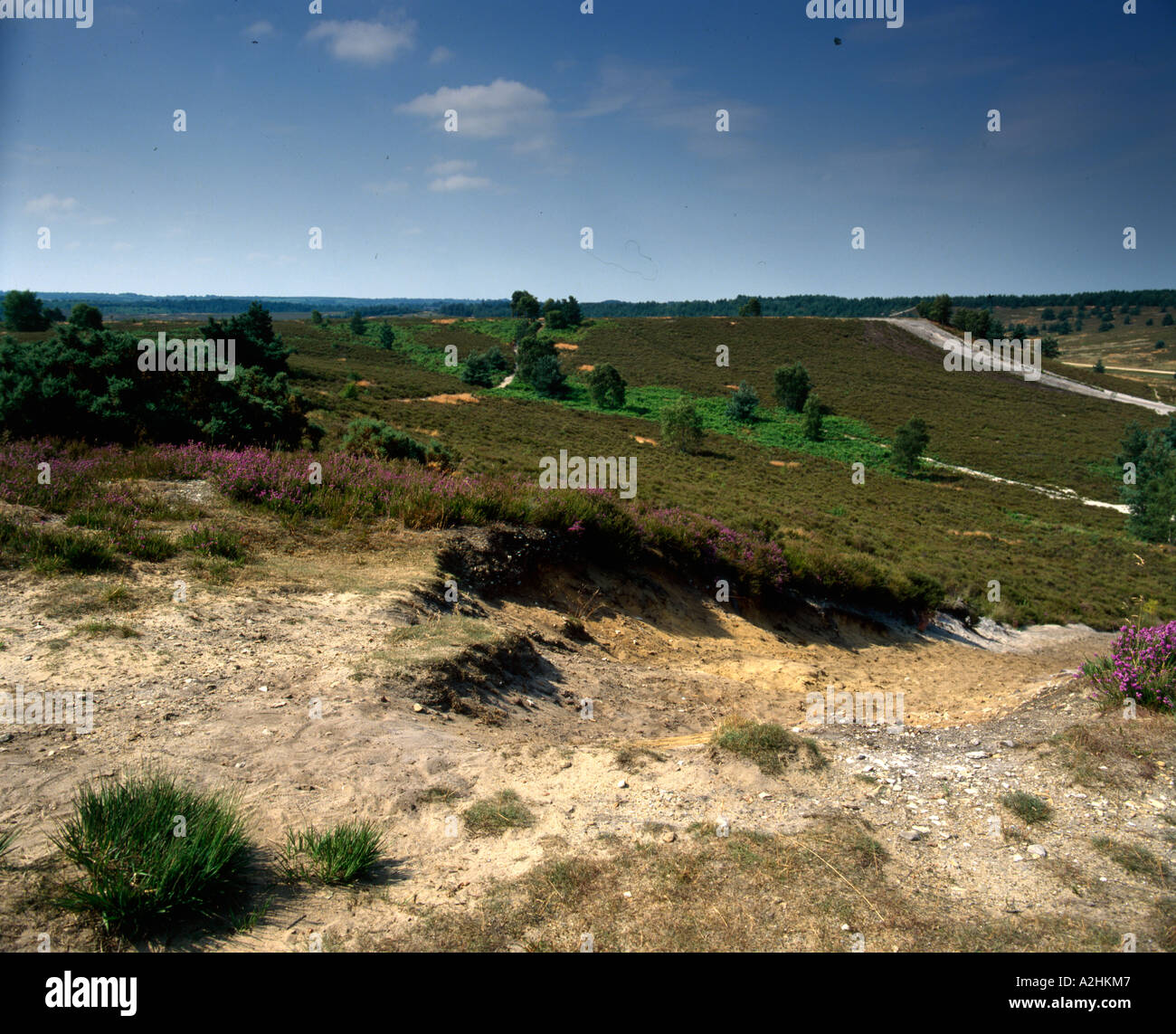 Hankley comuni gamme di MD Surrey in Inghilterra Foto Stock