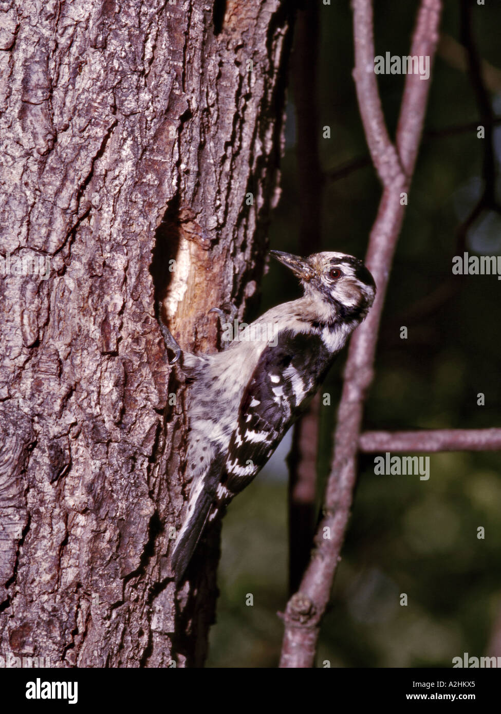 Minore femmina macchie Picchio al foro di nido in Alder Surrey in Inghilterra Luglio Foto Stock