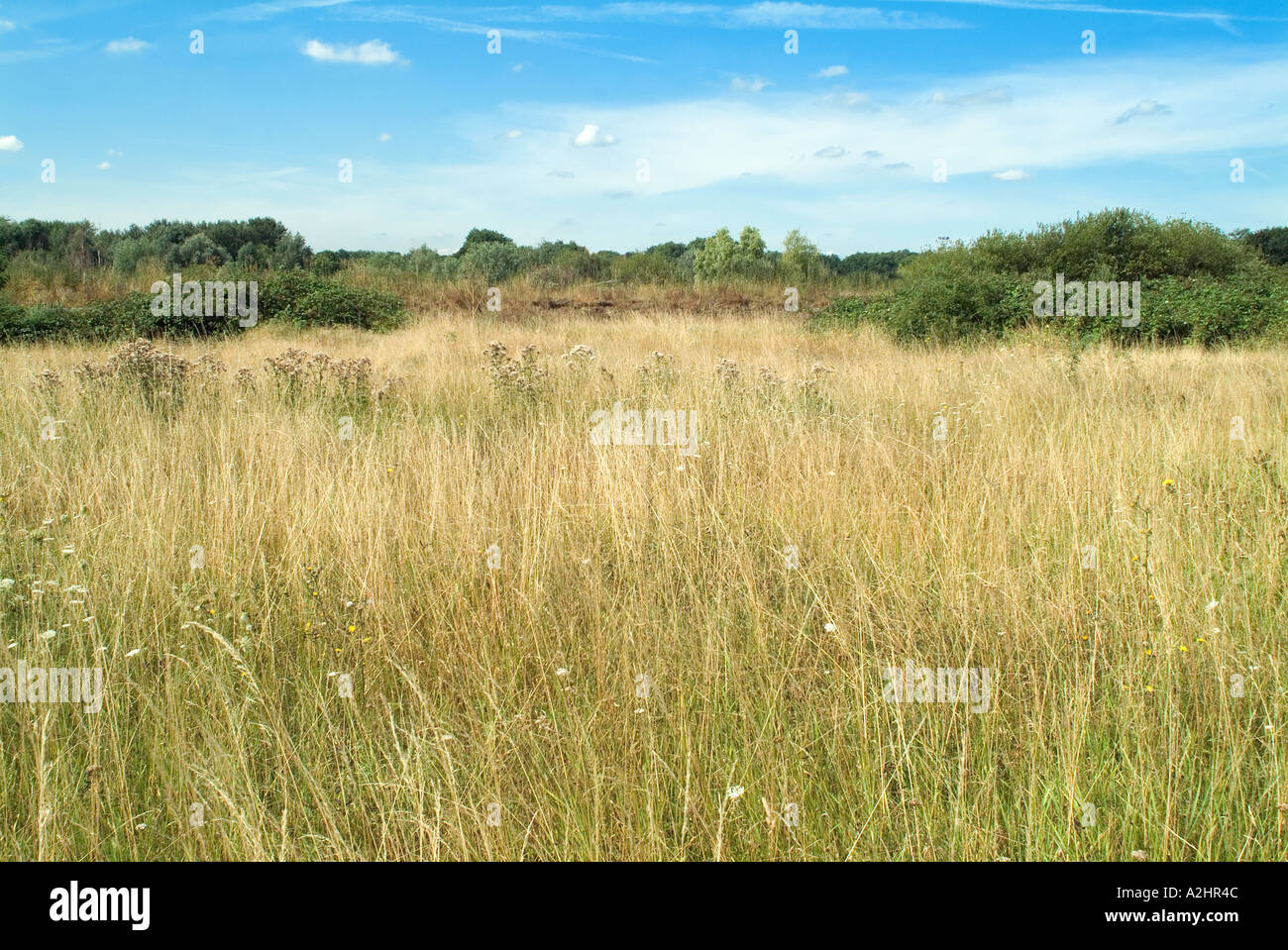 Campo ricoperta con erba e fiori selvatici con arbusti all'orizzonte Foto Stock