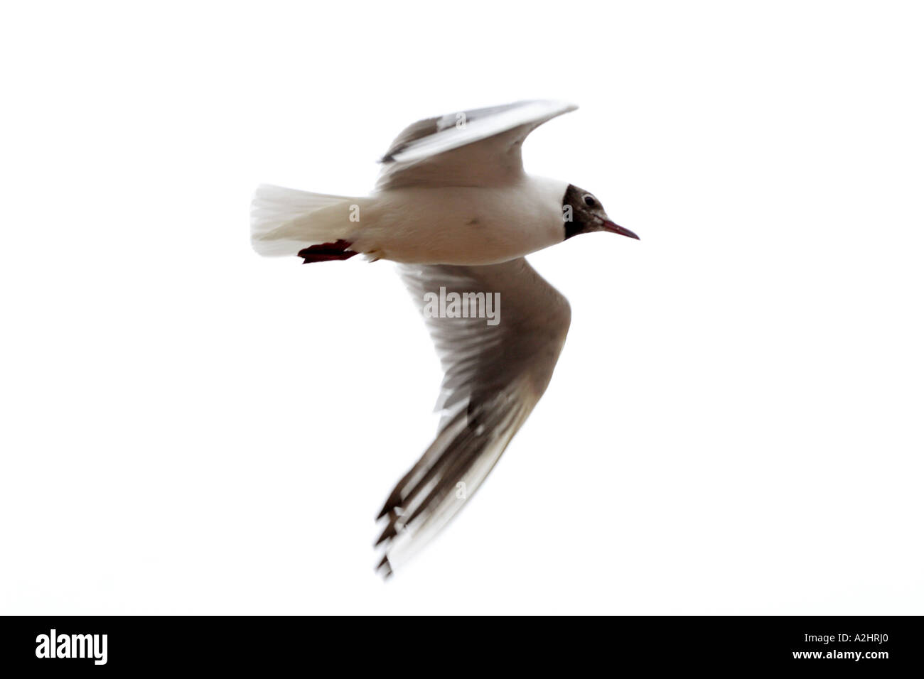 A testa nera Gabbiano, Larus ridibundus, in volo, REGNO UNITO, piumaggio estivo Foto Stock