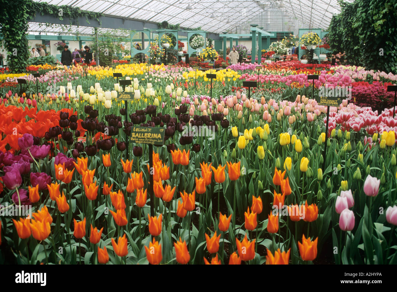 Un display brillante di tulipani in fiore in una serra in giardini Keukenhof vicino a Amsterdam Foto Stock