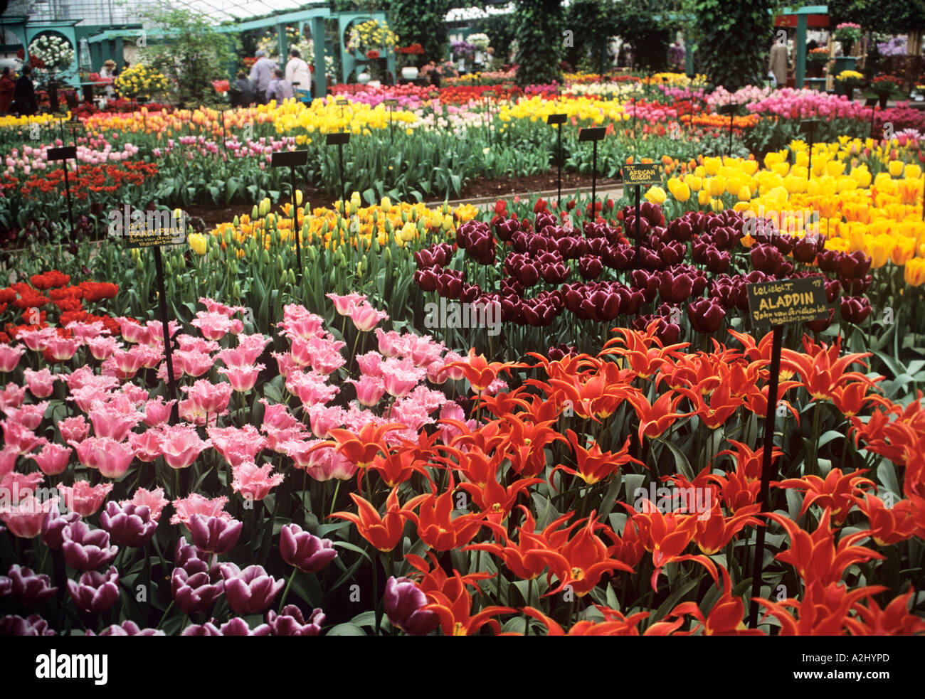 Un display brillante di tulipani in fiore in una serra in giardini Keukenhof vicino a Amsterdam Foto Stock