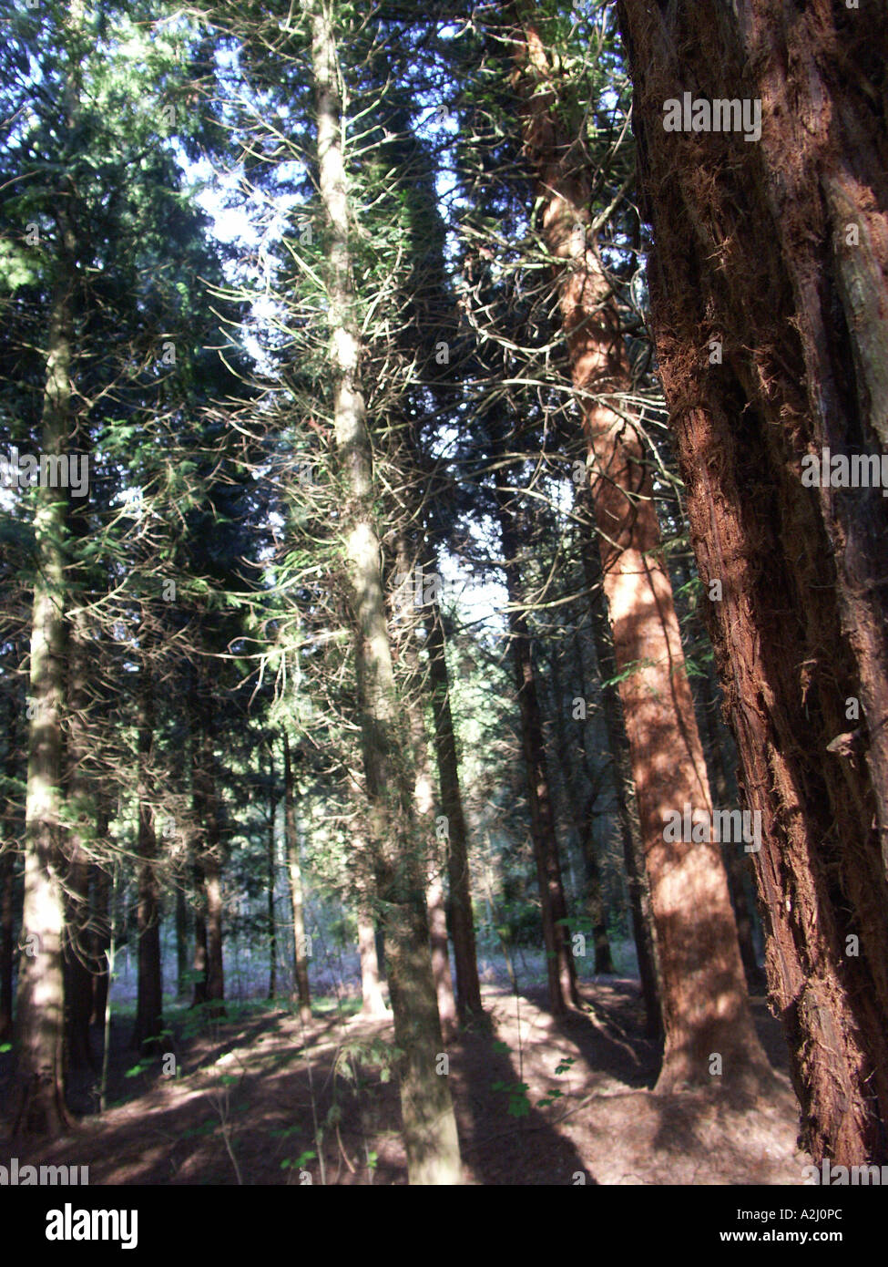 Sequoia gigante Sequoiadendron giganteum nella foresta privata Hanley Castle Malvern Worcestershire Inghilterra antica, età, invecchiato, essere Foto Stock