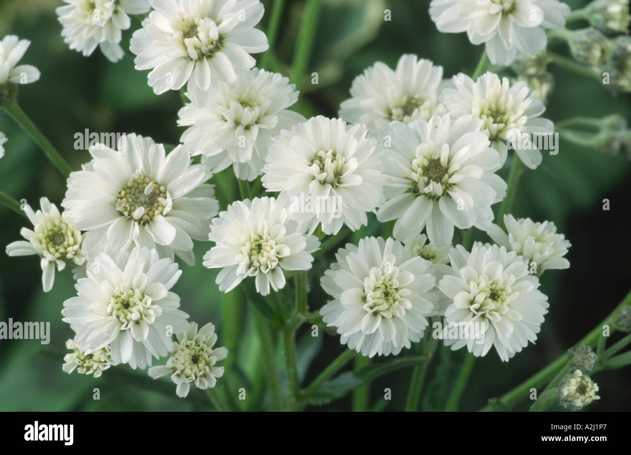 Achillea ptarmica La Perla gruppo seme-sollevata. Sneezewort. Foto Stock