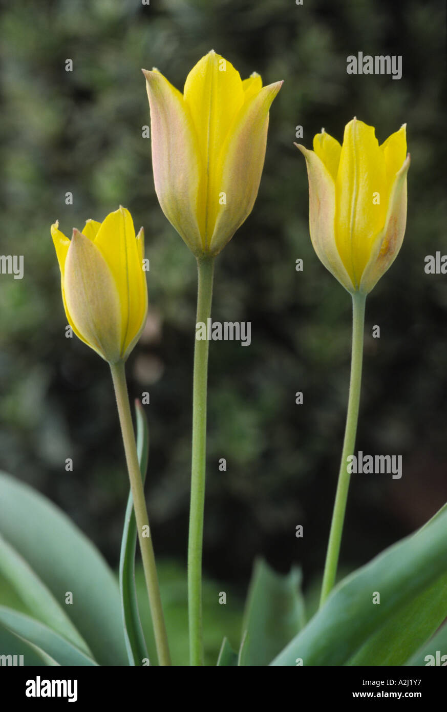 Tulipa iliensis. La divisione quindici 15 Miscellanous Tulip Foto Stock