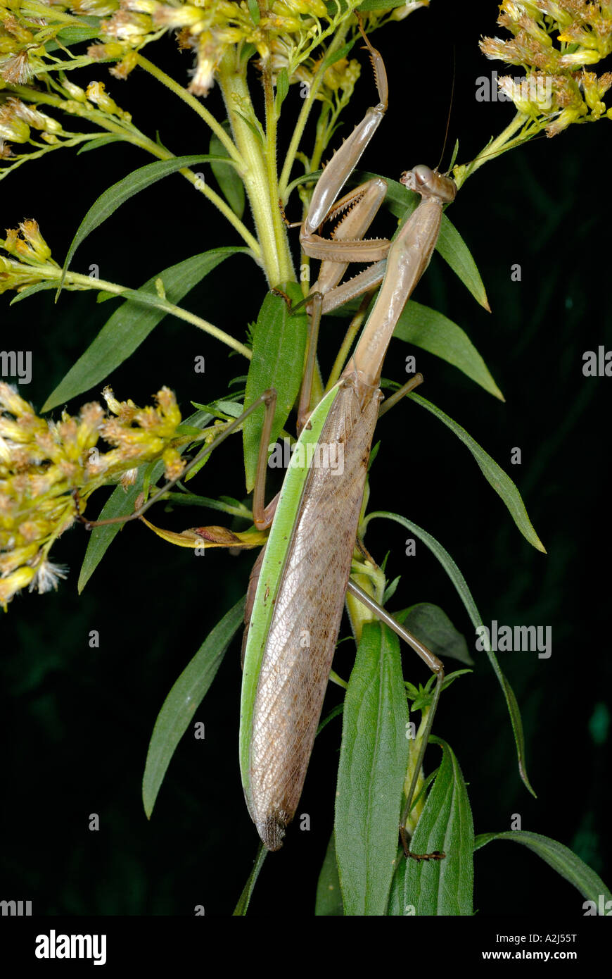 Cinese Tenodera mantid aridifolia mimetizzata su oro Foto Stock