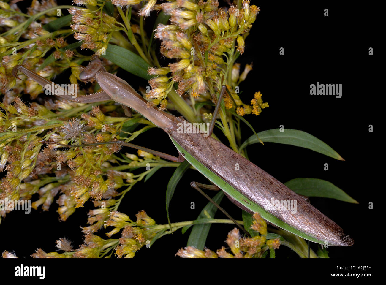 Cinese Tenodera mantid aridifolia mimetizzata su oro Foto Stock