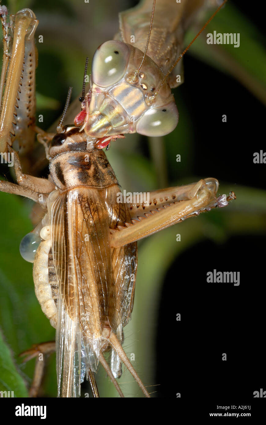 Cinese Tenodera mantid aridifolia mangiando un grillo Foto Stock