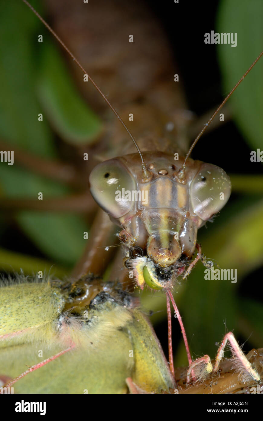 Cinese Tenodera mantid aridifolia mangiare una farfalla di zolfo Foto Stock