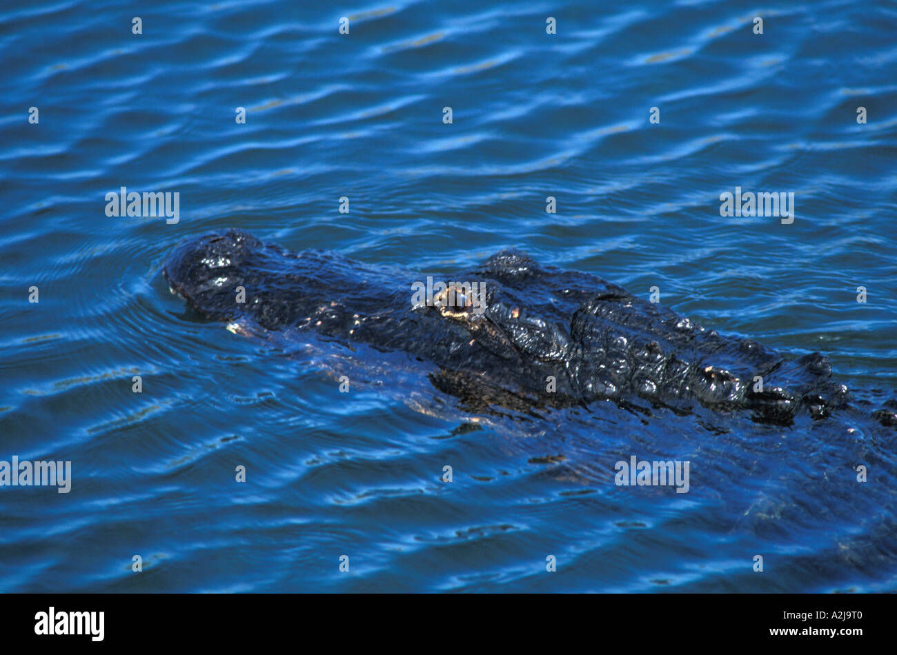 Il coccodrillo americano, nuoto concentrarsi sull'occhio Foto Stock