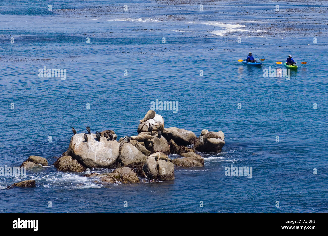 Fare kayak in Monterey Bay nei pressi di Cannery Row con le guarnizioni di tenuta del porto e dei Cormorani sulle rocce Monterey in California Foto Stock