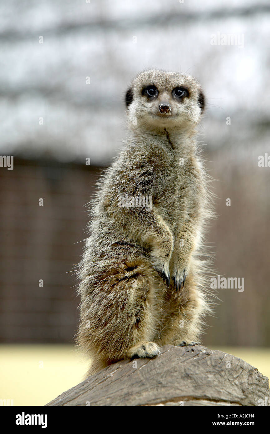 Meerkat Suricata suricatta sta di guardia Foto Stock