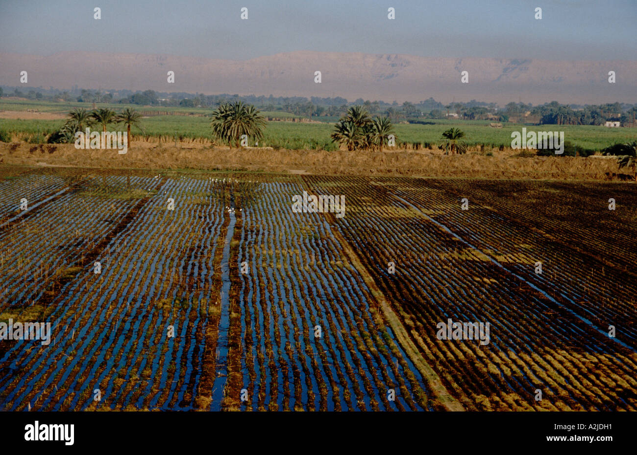 Africa, Egitto, Luxor, vista aerea di campi di canna da zucchero in Cisgiordania dove la fertile terra agricola incontra il deserto Foto Stock