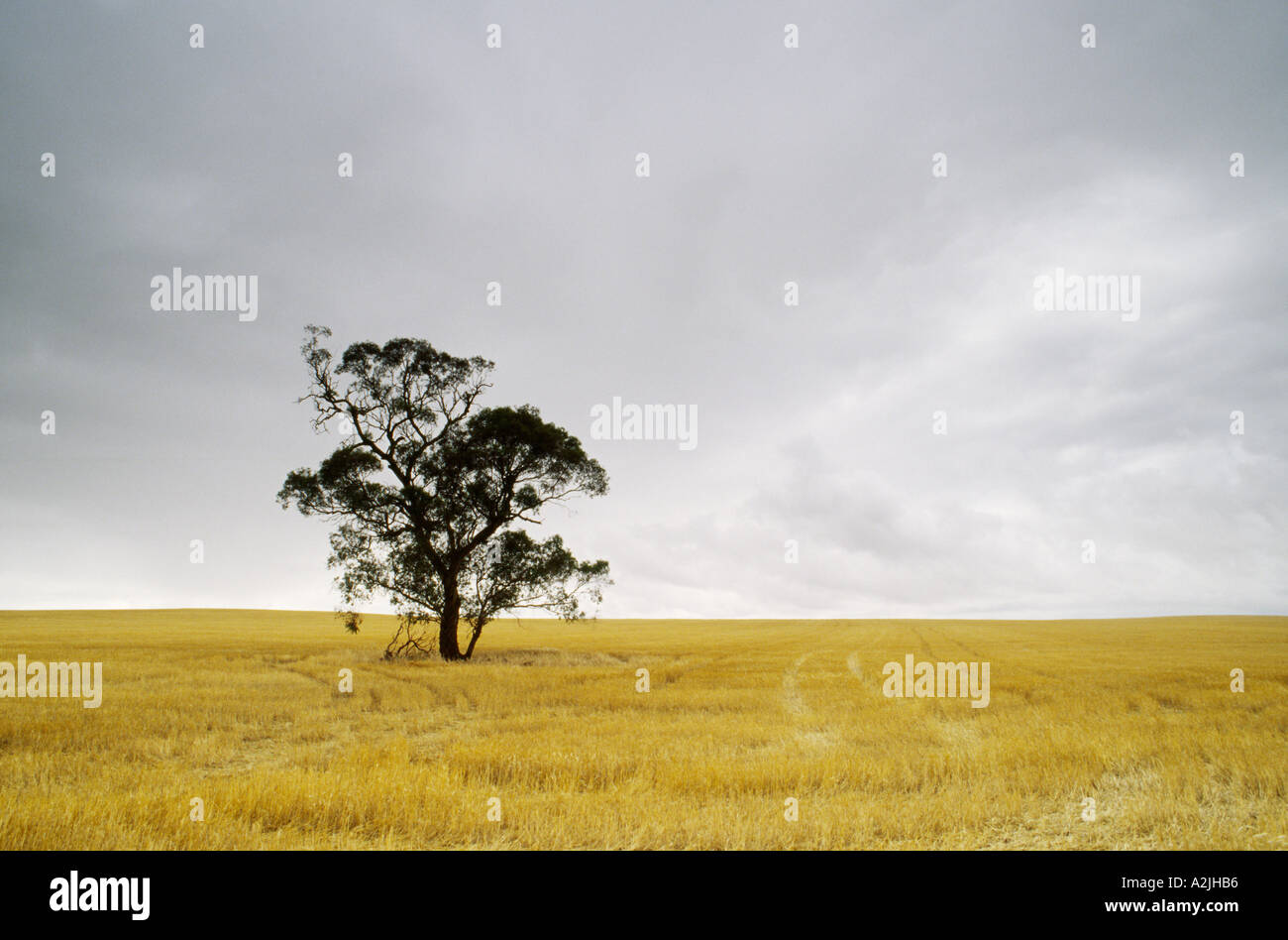 Appena raccolto campo di grano con gomma solitario set struttura contro la pioggia nuvole Sud Australia Foto Stock