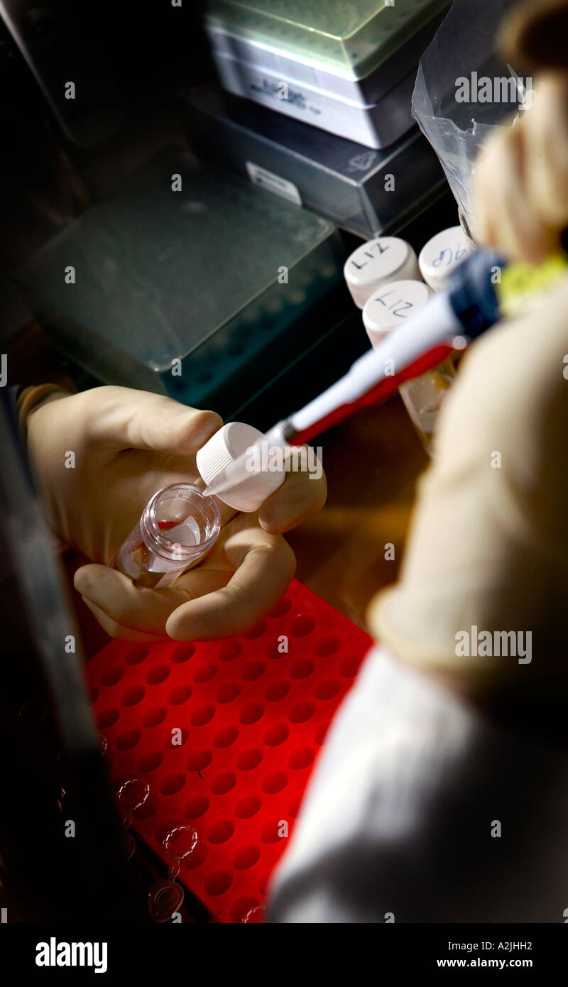 Un tecnico labatory esegue il test di un fluido usando una siringa. Foto Stock