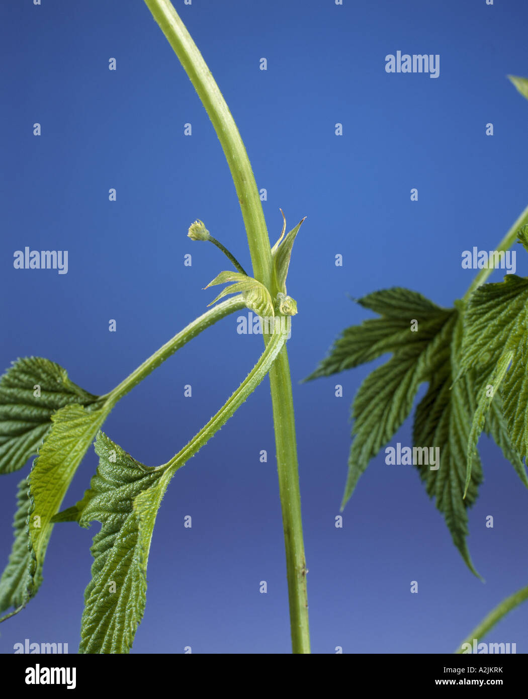 STIPULES del luppolo (humulus lupulus) una coppia di piccola foglia-parti simili ALLA BASE DELLA FOGLIA sullo stelo o picciolo / PENNSYLVANIA Foto Stock