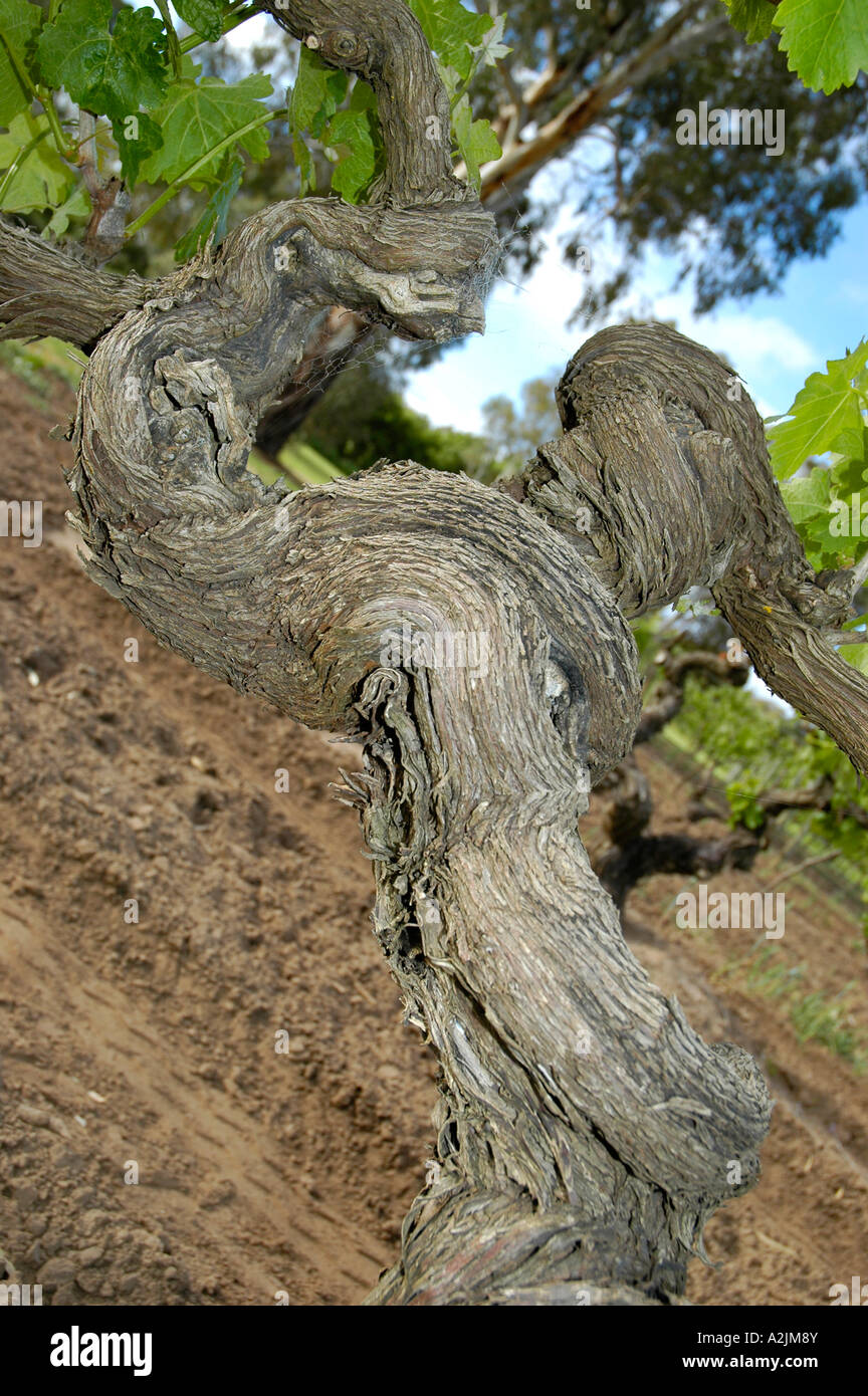 Uno dei più antichi vitigni Shiraz nella Barossa Valley, Australia Foto Stock