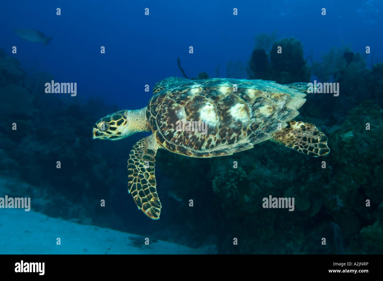 Una tartaruga embricata nuoto su una scogliera in Little Cayman Foto Stock