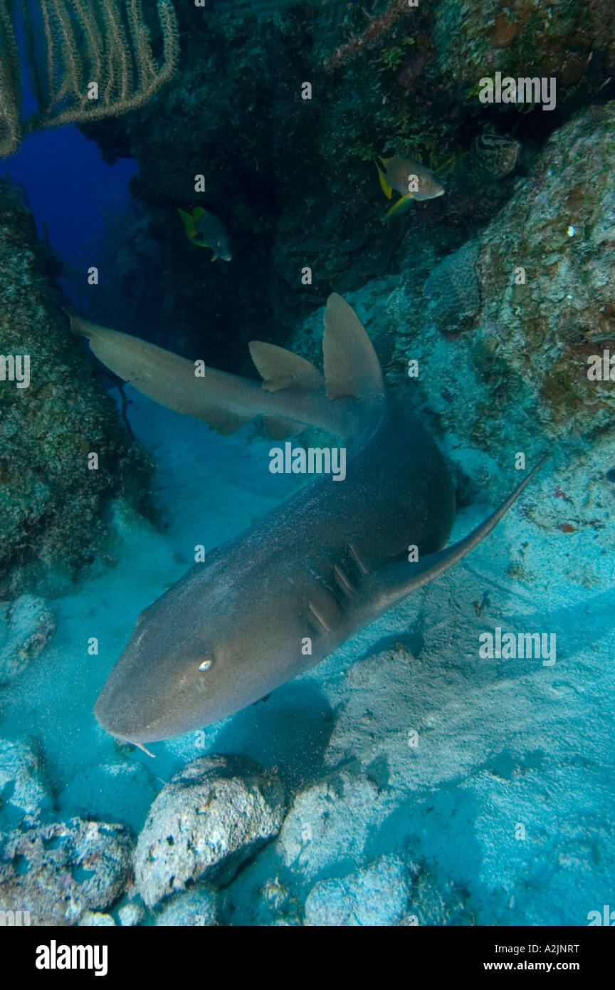 Un infermiere Shark nuoto su una scogliera in Little Cayman Foto Stock