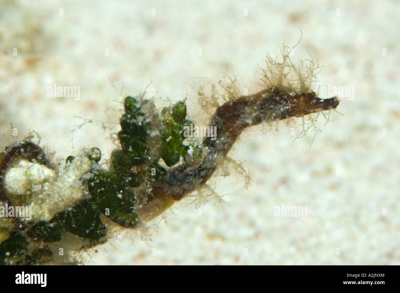 Un pipehorse su alcune alghe nella sabbia in Little Cayman Foto Stock