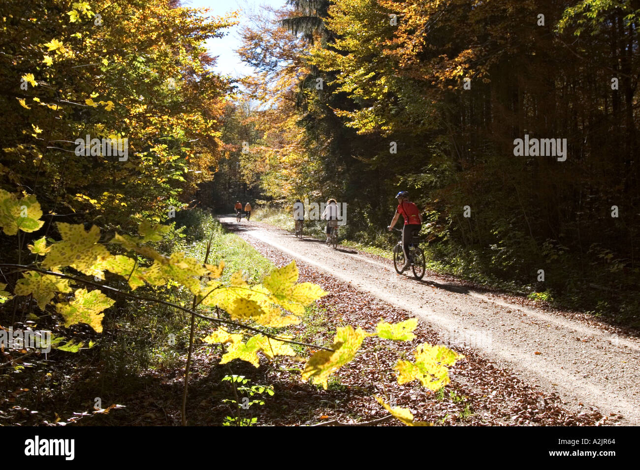 Bikers sentiero forestale Alta Baviera Germania Foto Stock