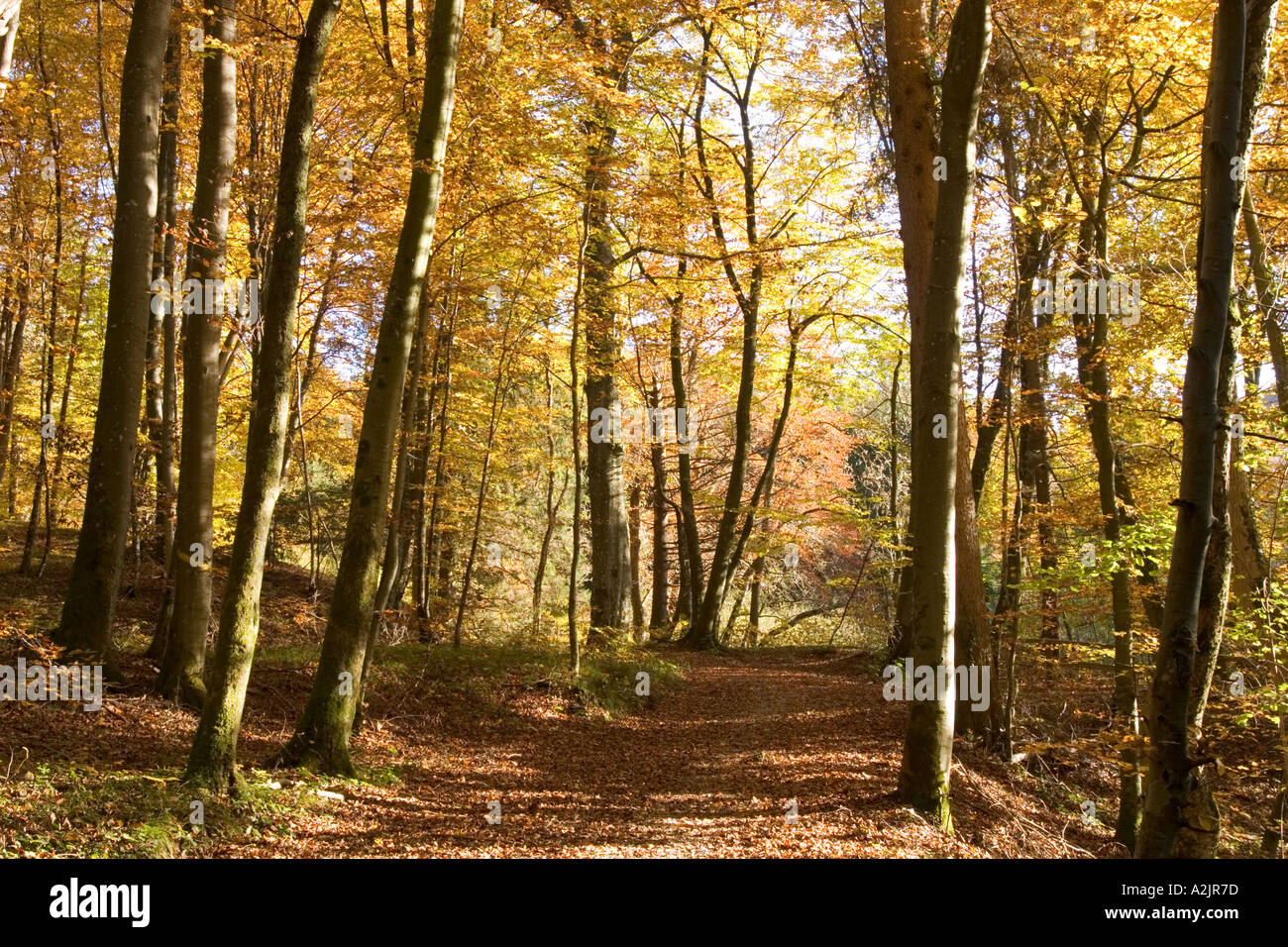 In autunno il percorso della foresta di faggi Baviera Germania Foto Stock