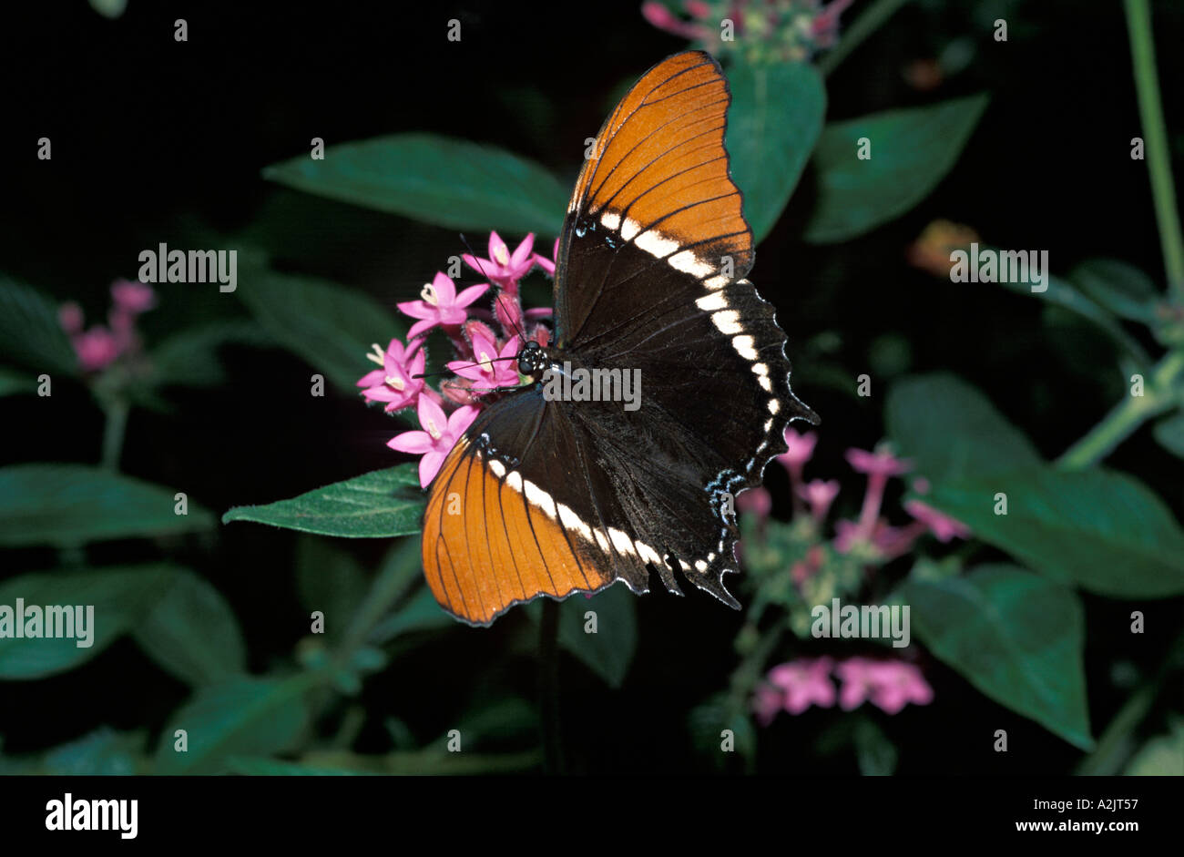 Rusty ribaltato pagina epaphus Siproeta Costa Rica Foto Stock