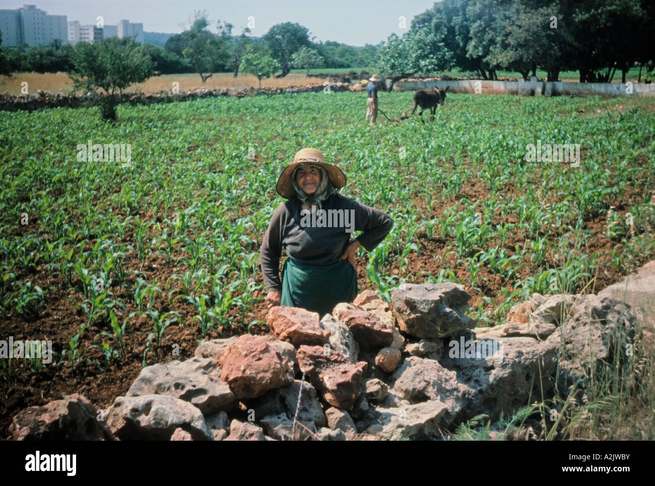 Agricoltura tradizionale scena Maiorca Isole Baleari Spagna Foto Stock