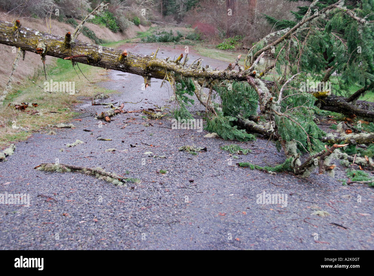 'Albero caduto, blocco stradale". Foto Stock