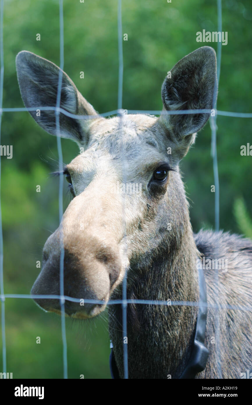 Ritratto di un europeo elk con un archetto da collo mittente nel racchiudere Oberlausitz Sassonia Germania Foto Stock