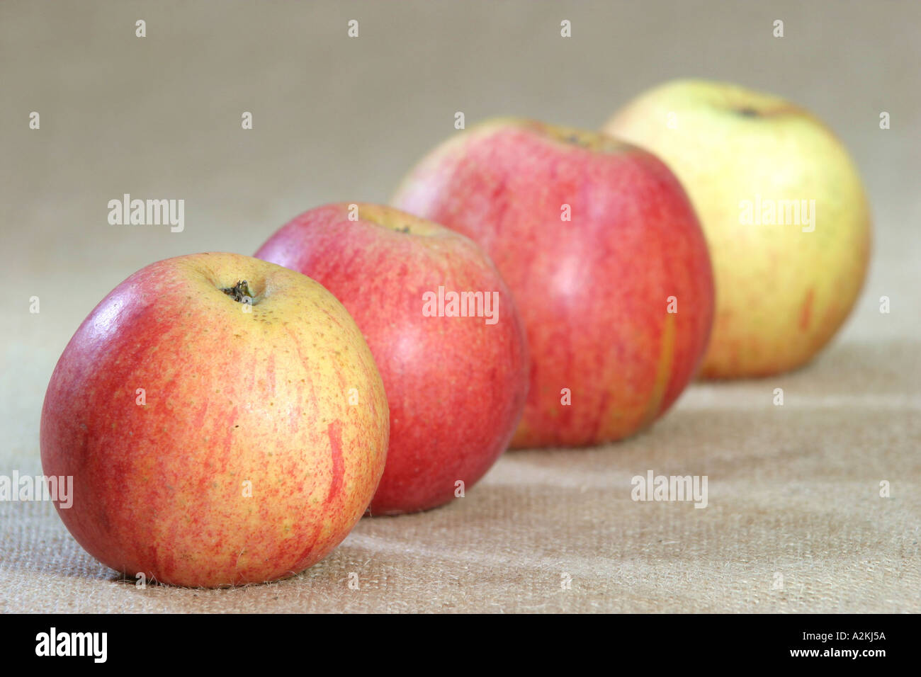 Apple ordina Rheinischer Bohnapfel Foto Stock