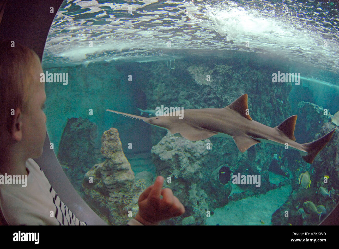 Sawfish Pristis sp gli stati dei raggi e gli squali Oceanopolis Brest Bretagna Francia UE Foto Stock