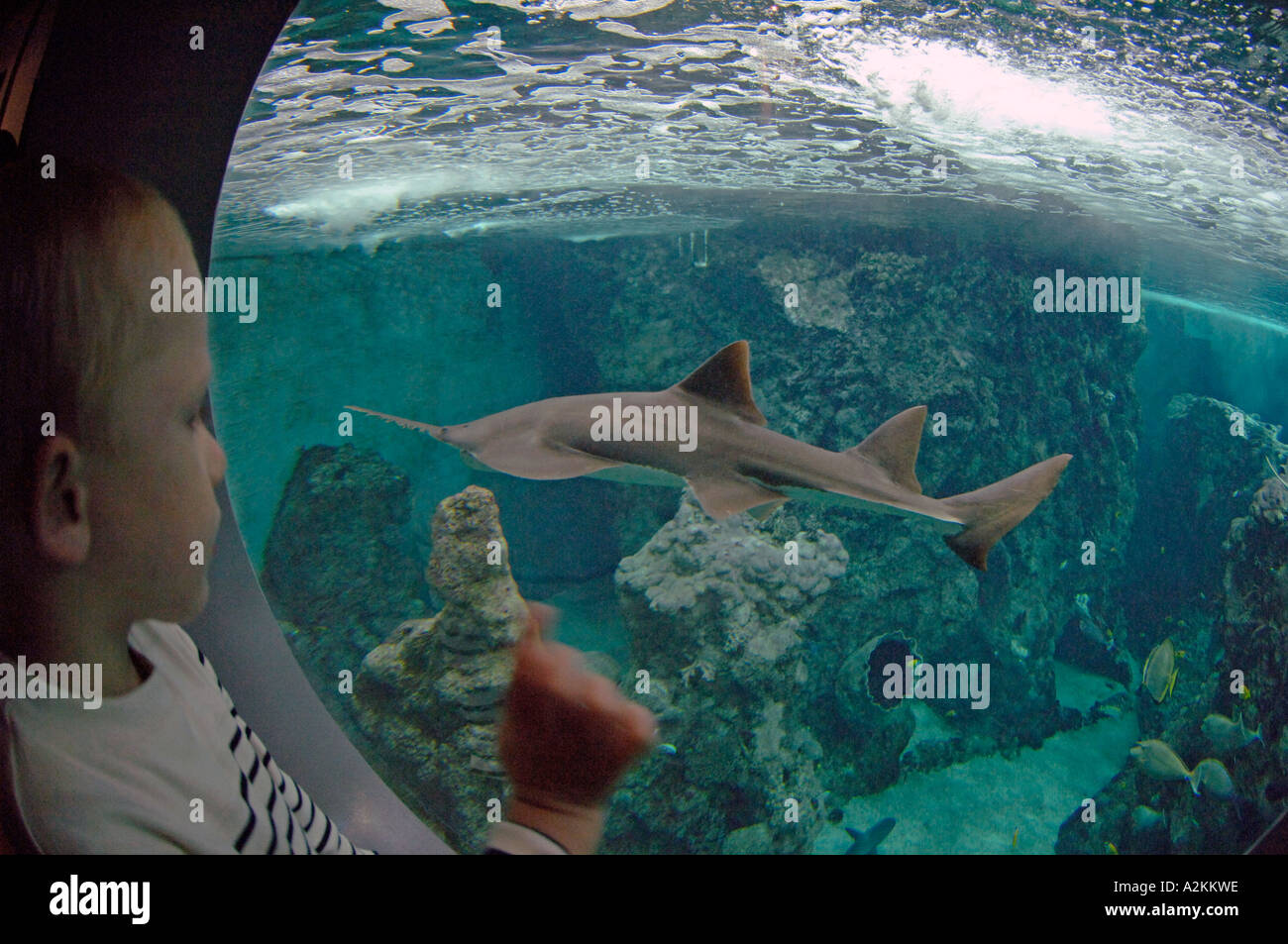 Sawfish Pristis sp gli stati dei raggi e gli squali Oceanopolis Brest Bretagna Francia UE Foto Stock