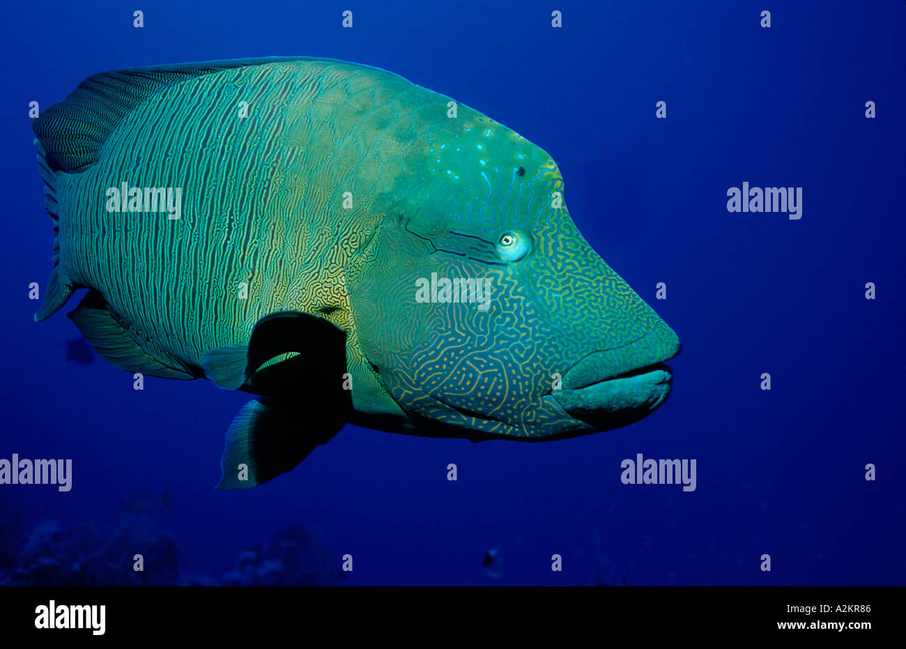 Napoleonfish, Humpback wrasse nell'acqua blu, Cheilinus undulatus Foto Stock