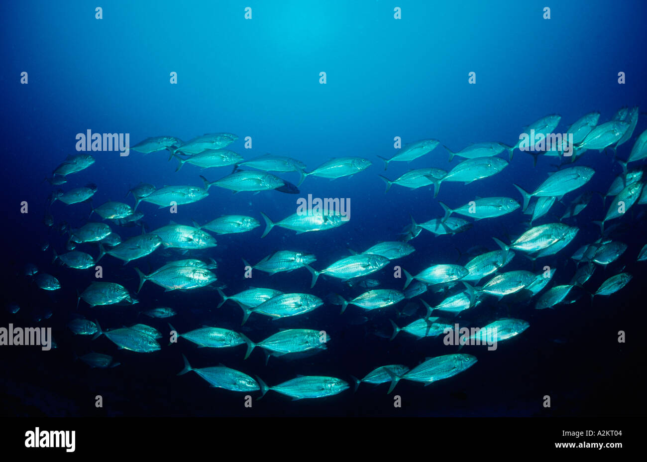 Scuola di jack carangidi pesce Carangoides sp Foto Stock