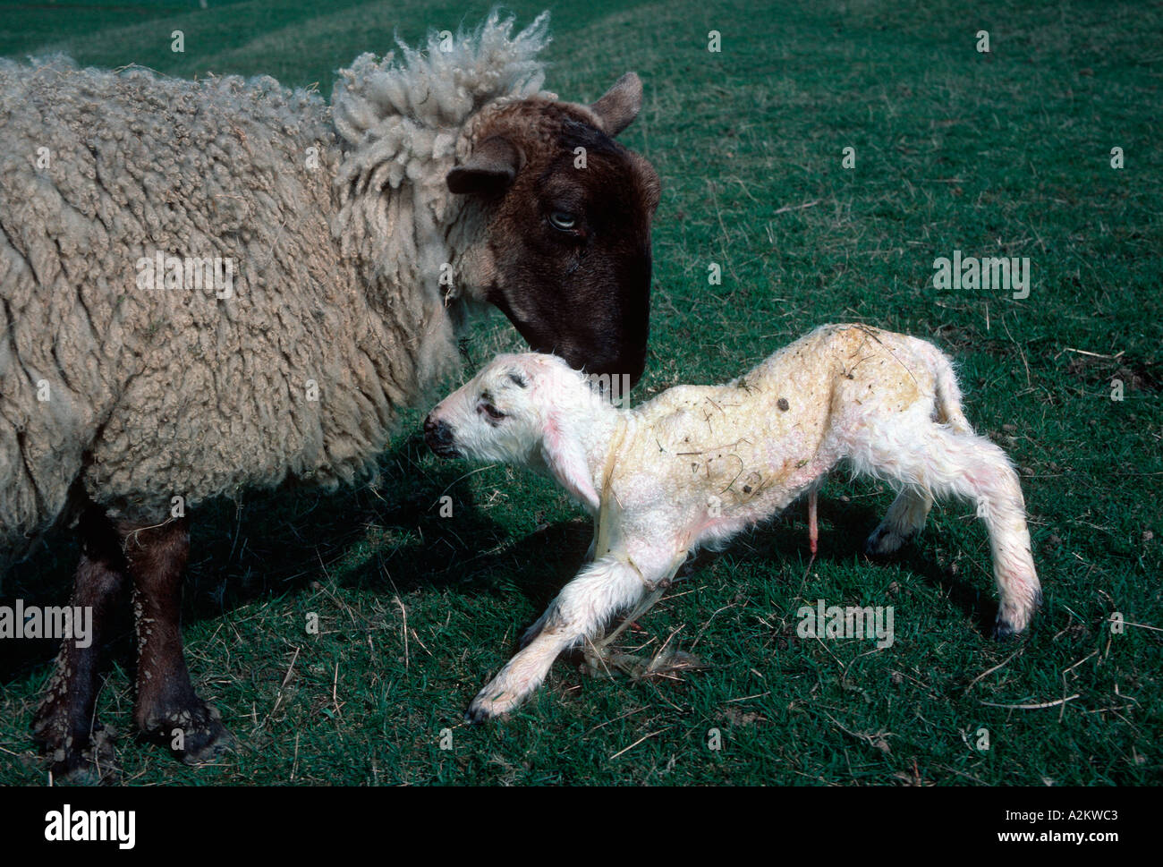 Suffolk cross pecora pulizia nuovo nato agnello Costwolds REGNO UNITO Foto Stock