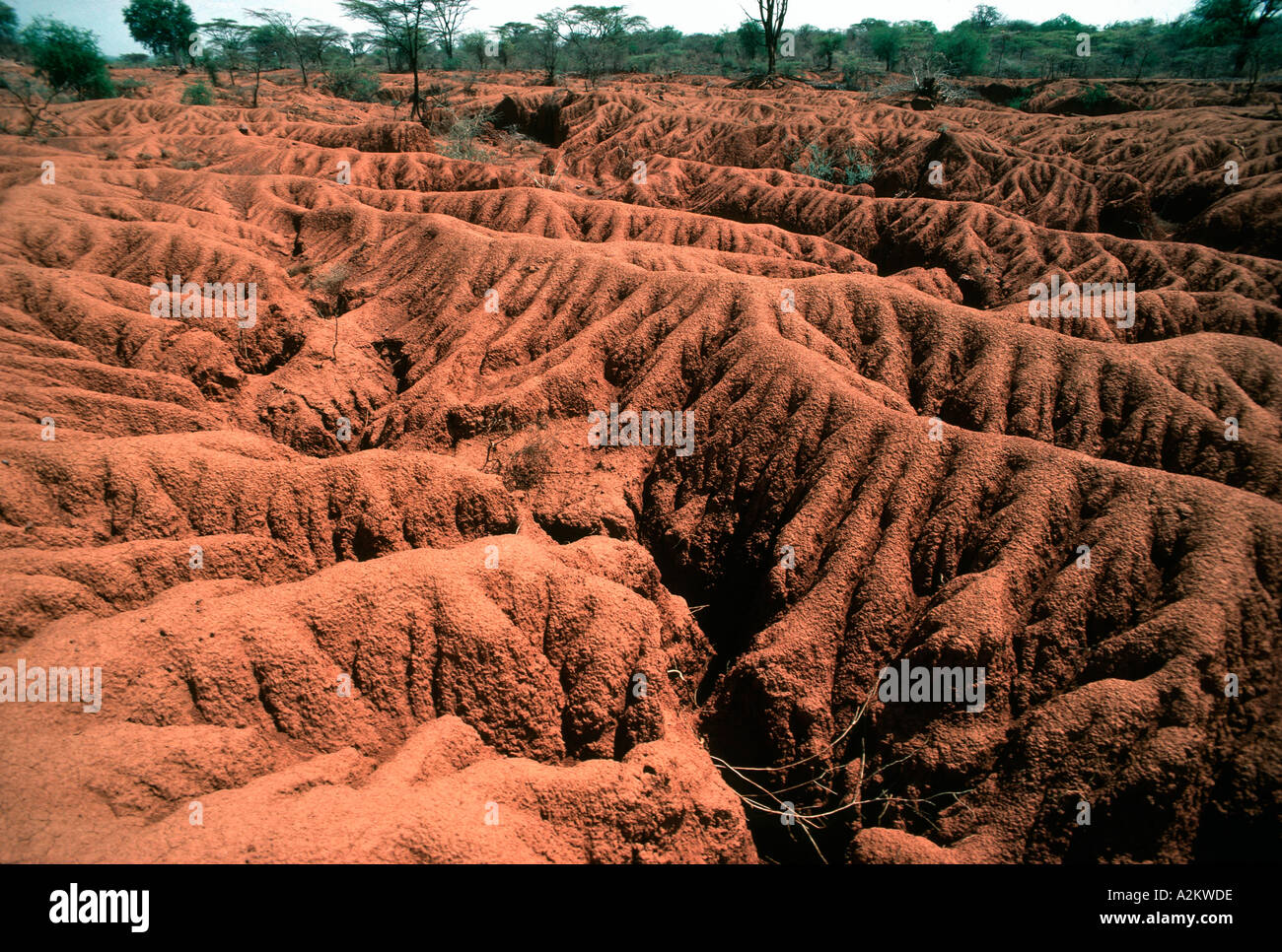 Grave erosione del suolo vicino a Lake Baringo Kenya Africa Foto Stock
