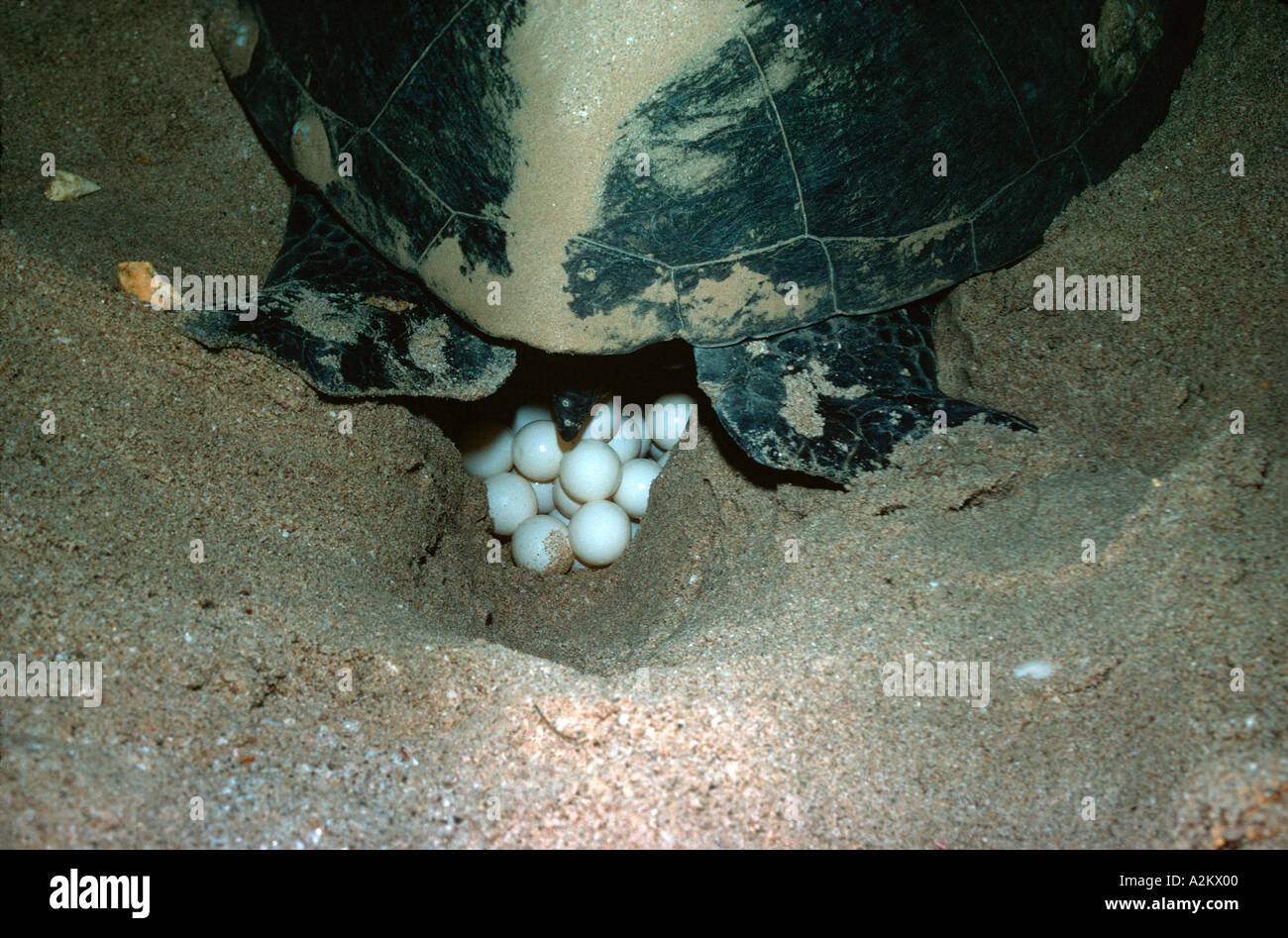 Tartaruga Verde la deposizione delle uova di notte Chelonia Mydas Ras al aveva Oman Foto Stock