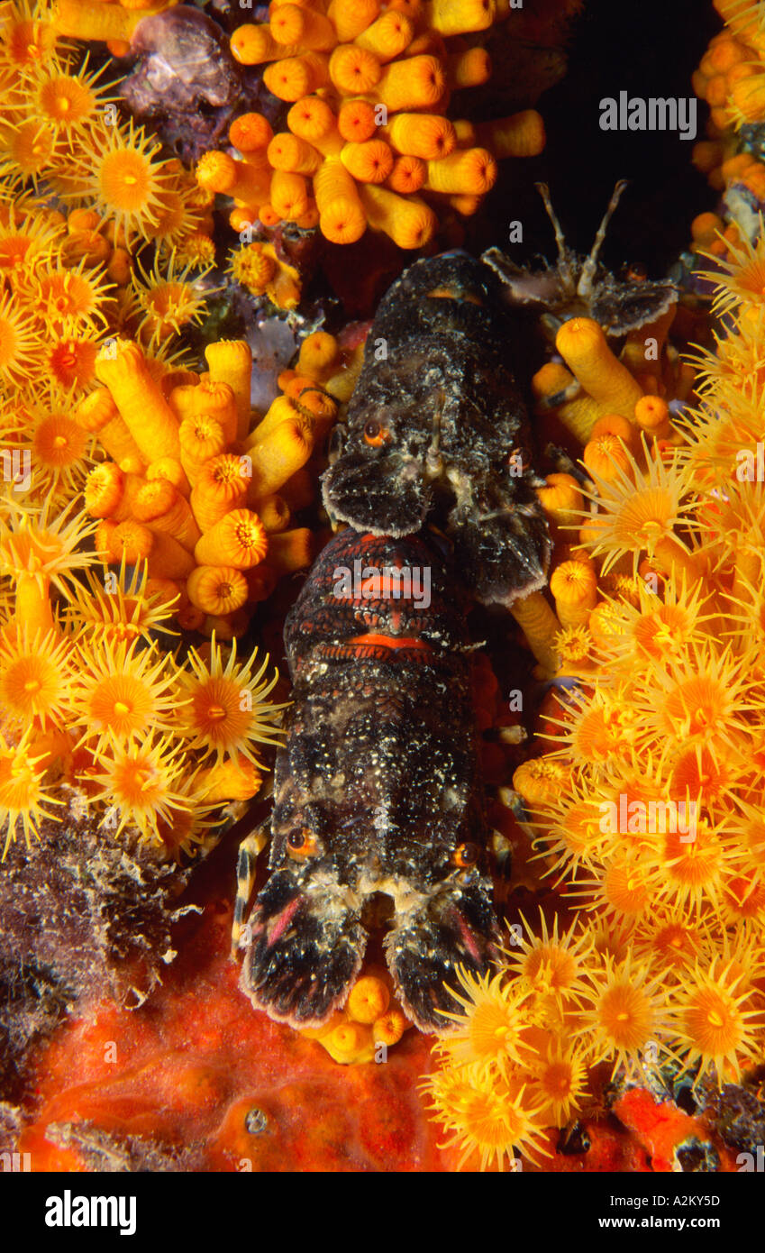 Minor locust lobster entro le margherite di mare, Scyllarus arctus Foto Stock