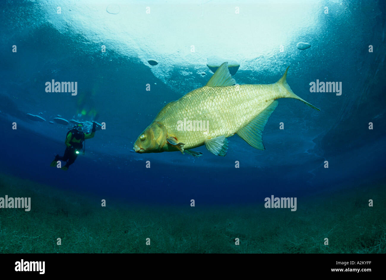 Icediver incontra il pesce Abramis brama Breme Foto Stock