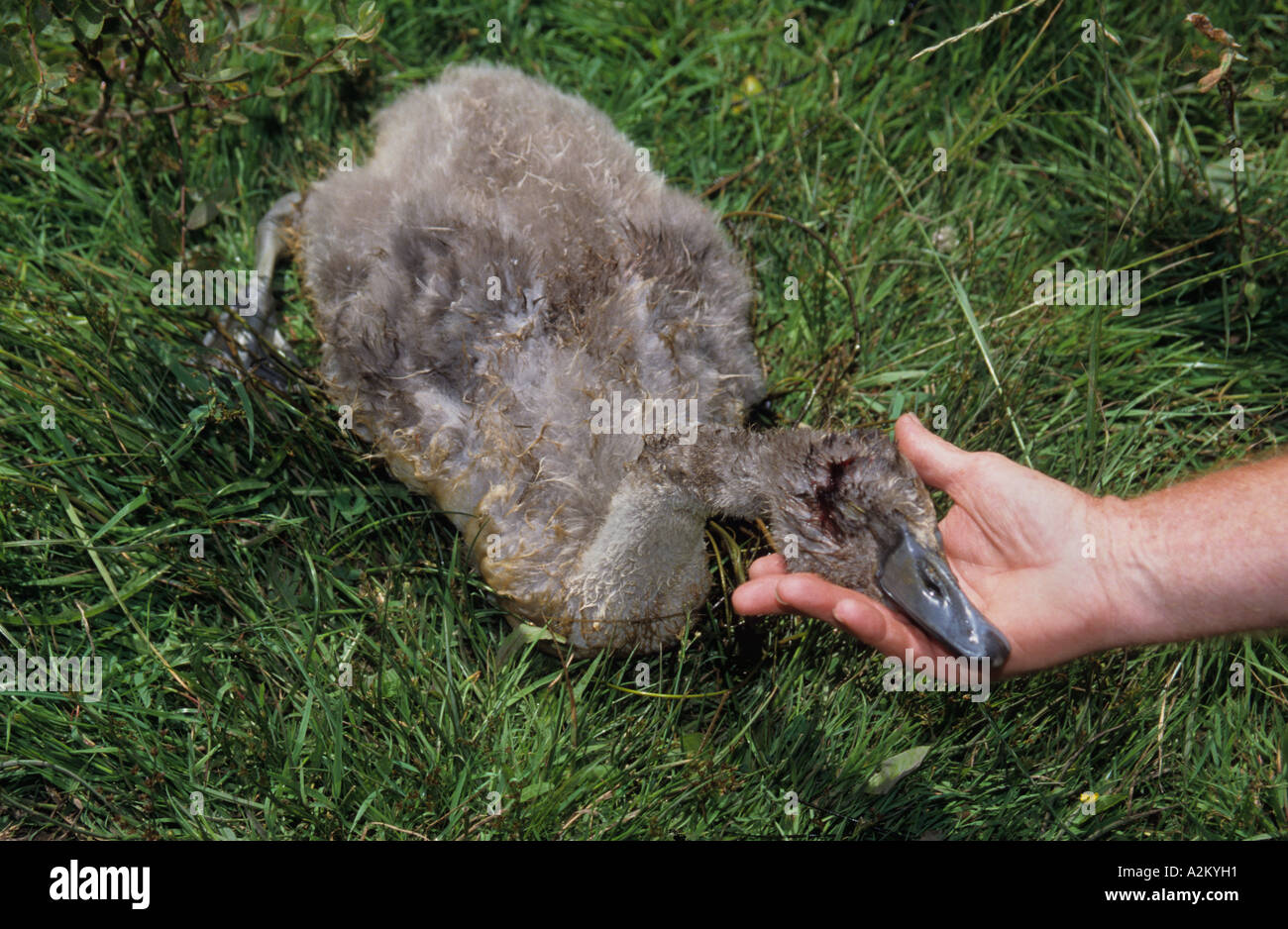 Cygnet sparato e ucciso dalla pistola Air-Rifle, Foto Stock