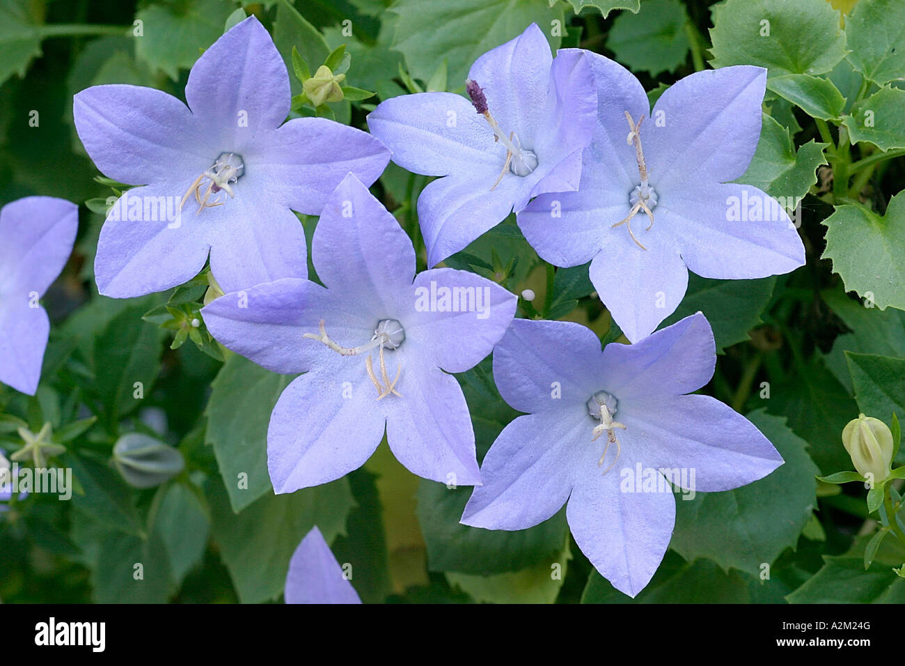 Campanula isophylla Foto Stock